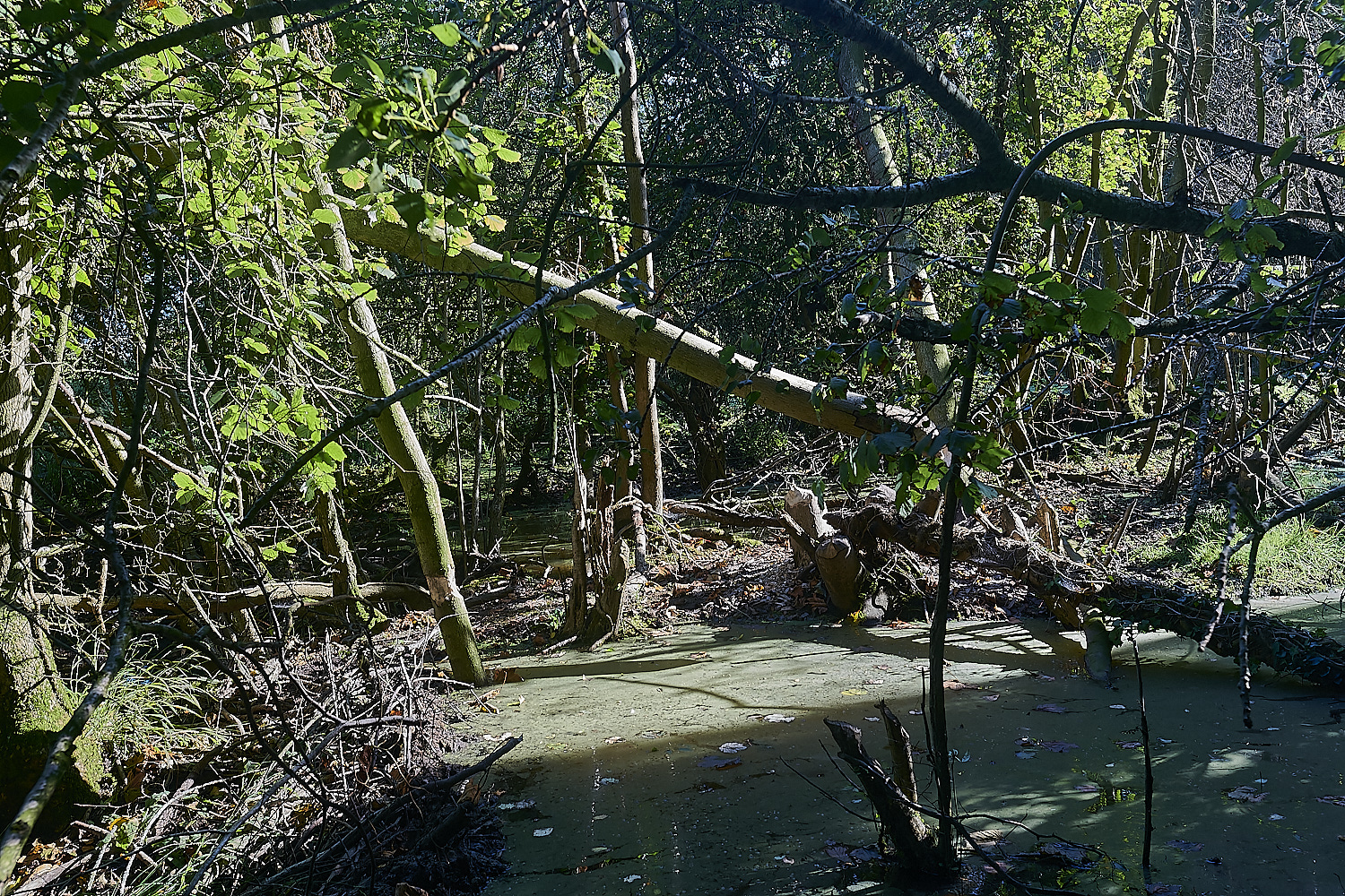 GlavenBeavers250823-10-NEF_DxO_DeepPRIME