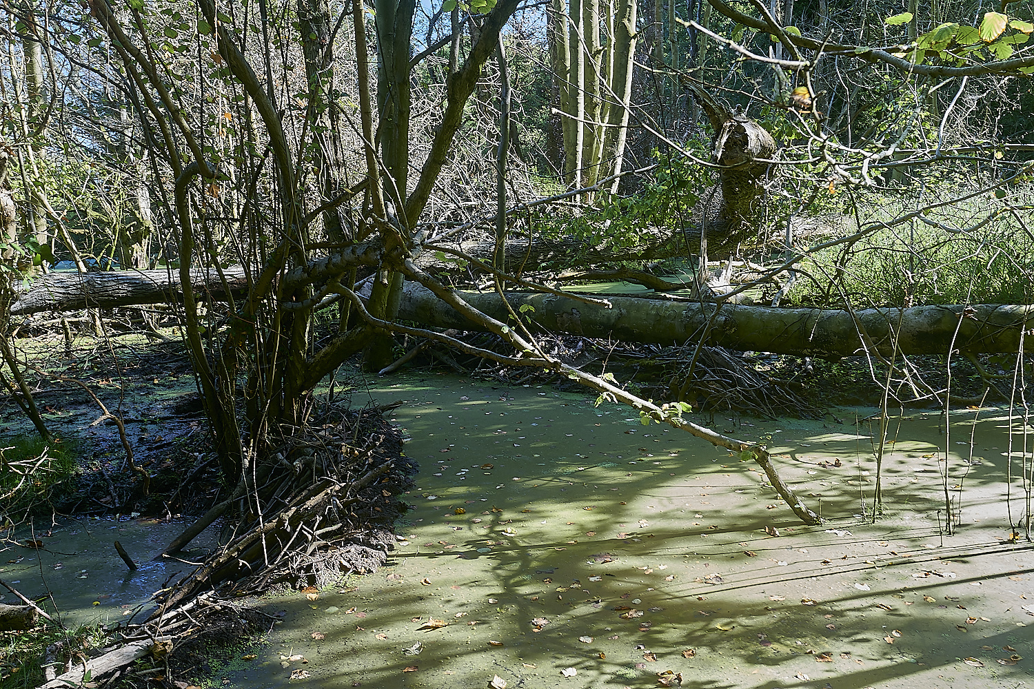 GlavenBeavers250823-13-NEF_DxO_DeepPRIME 1