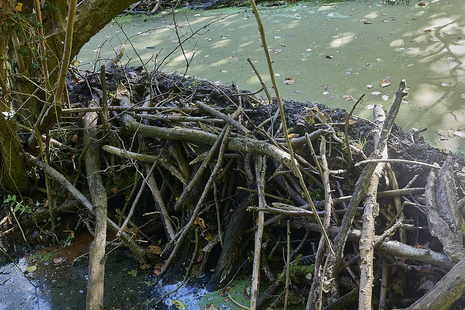 GlavenBeavers250823-14-NEF_DxO_DeepPRIME 1