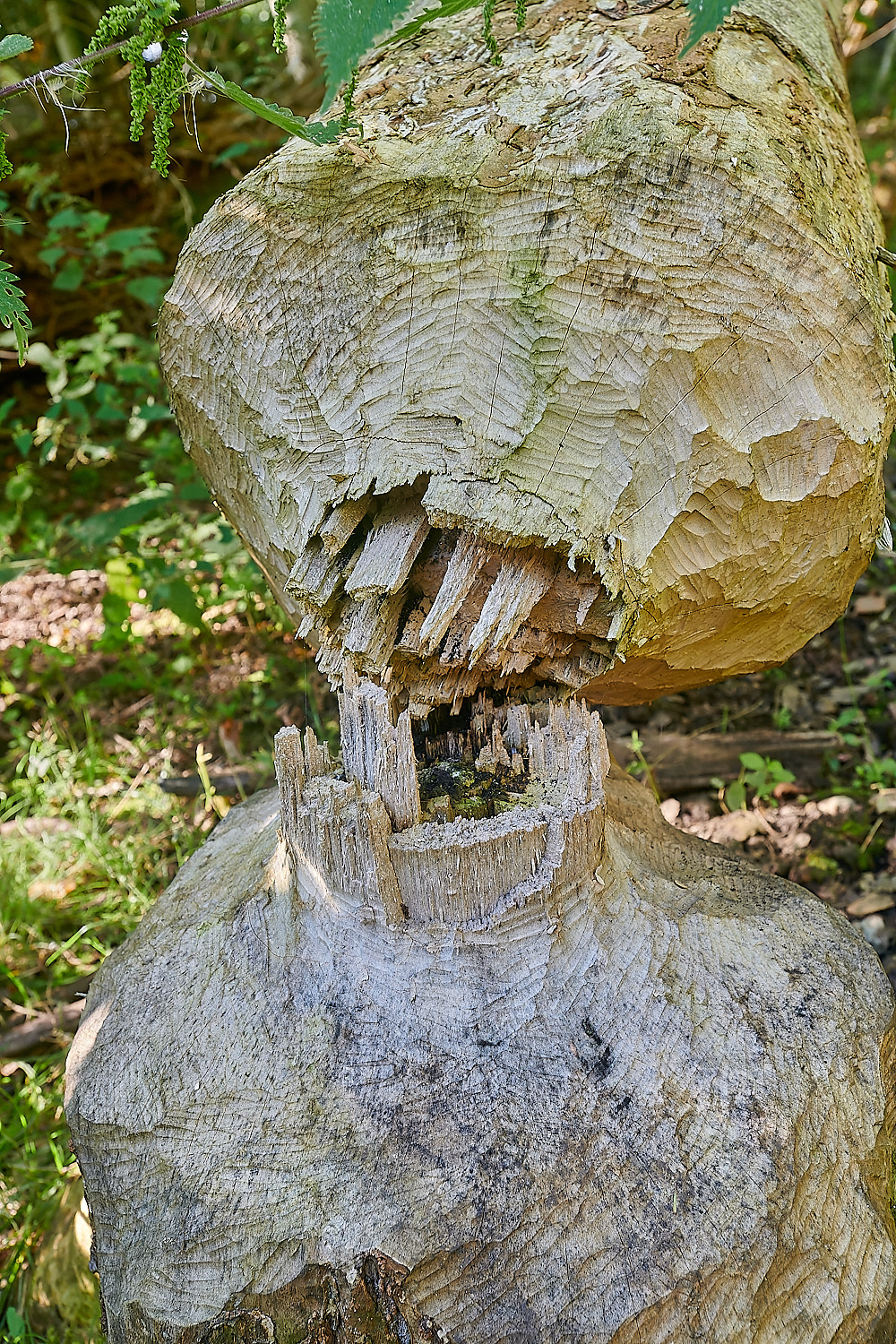 GlavenBeavers250823-15-NEF_DxO_DeepPRIME