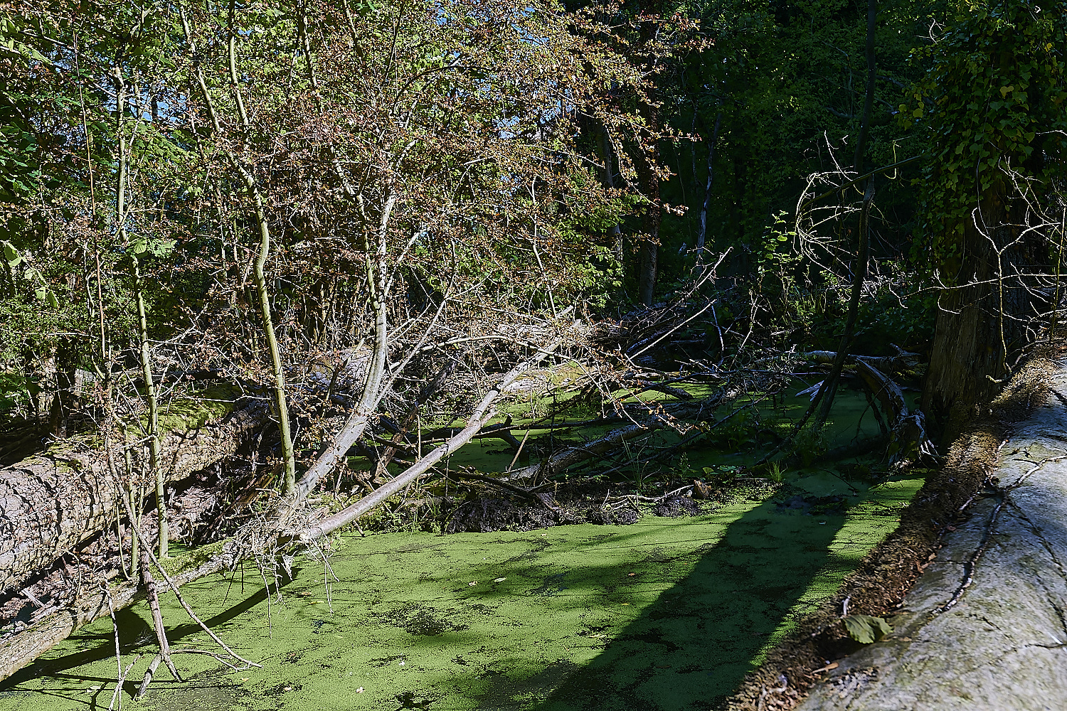 GlavenBeavers250823-16-NEF_DxO_DeepPRIME