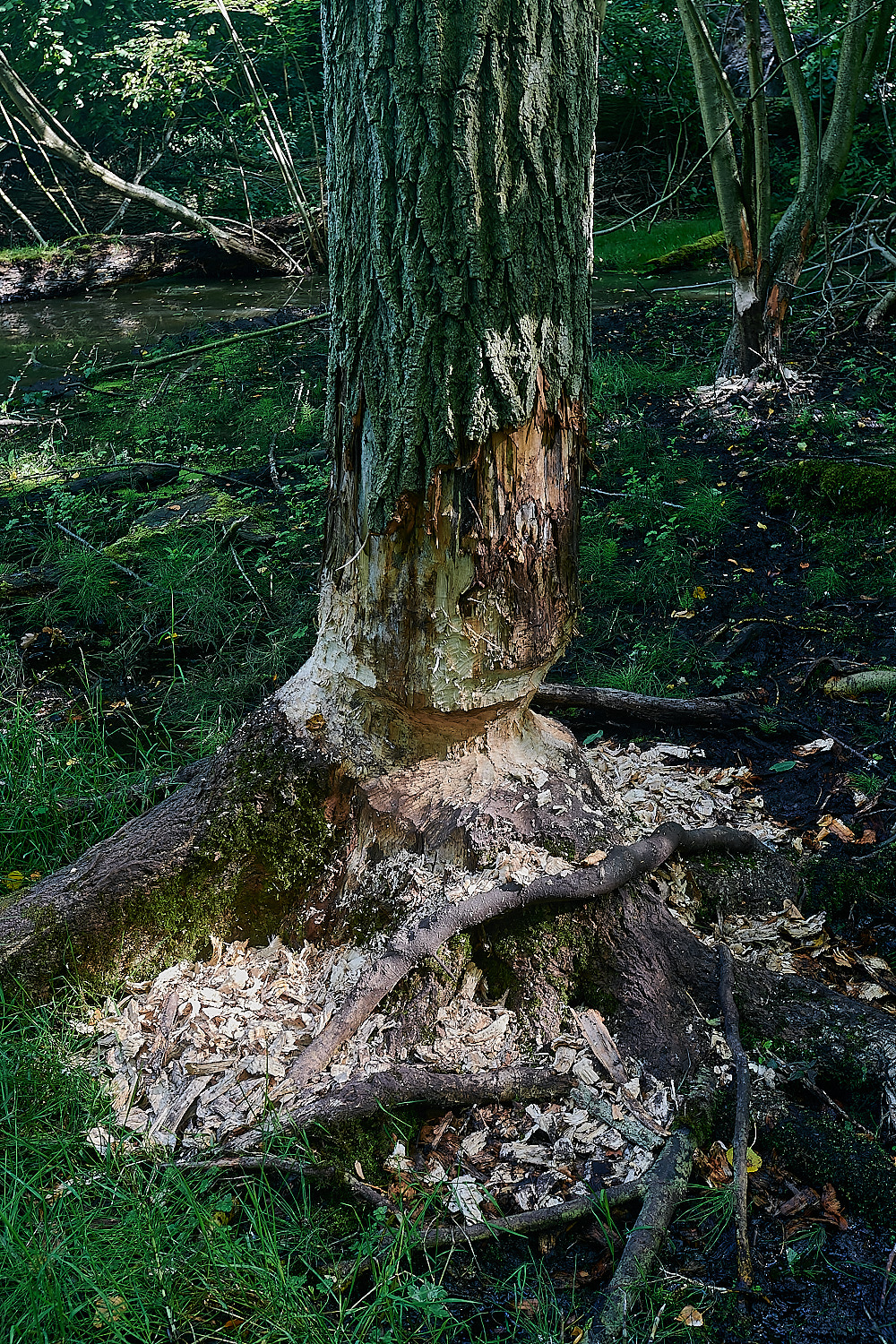 GlavenBeavers250823-17-NEF_DxO_DeepPRIME