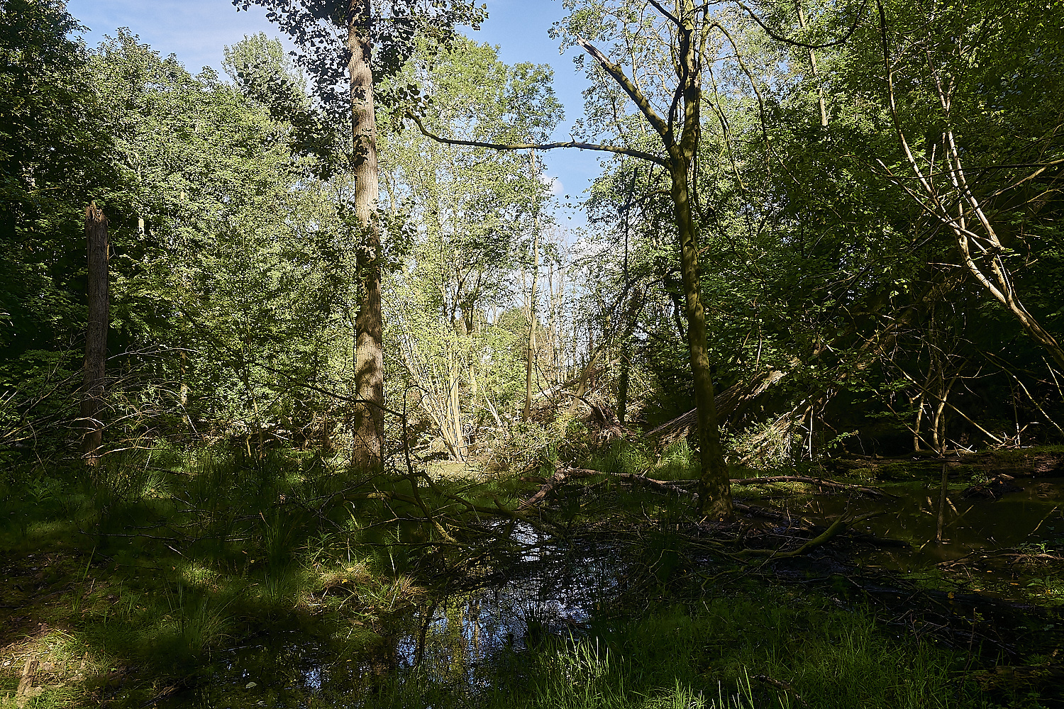 GlavenBeavers250823-18-NEF_DxO_DeepPRIME
