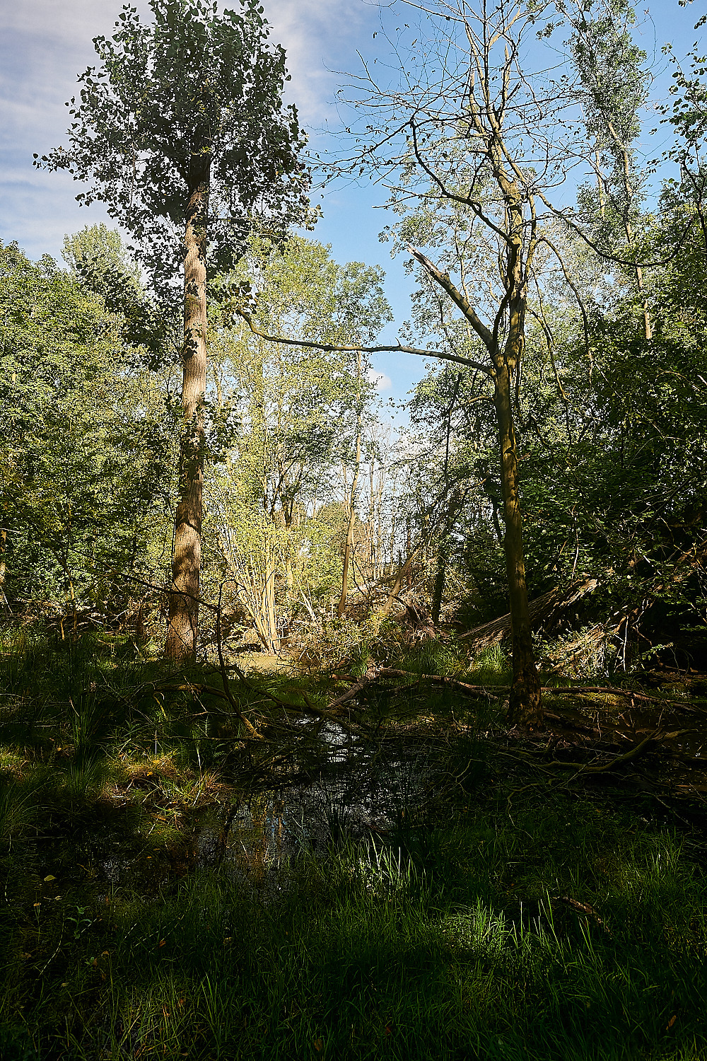 GlavenBeavers250823-19-NEF_DxO_DeepPRIME