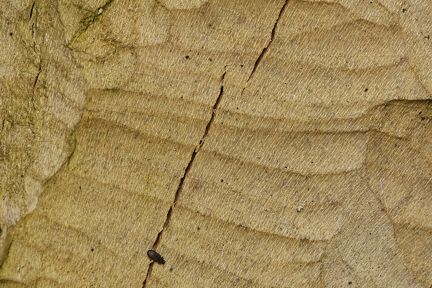 GlavenBeavers250823-2-NEF_DxO_DeepPRIME