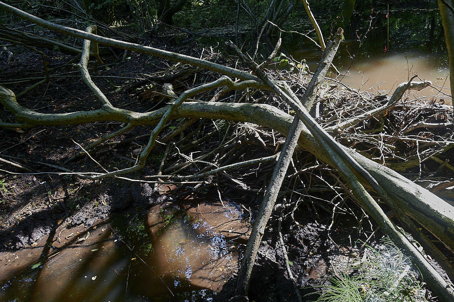 GlavenBeavers250823-20-NEF_DxO_DeepPRIME