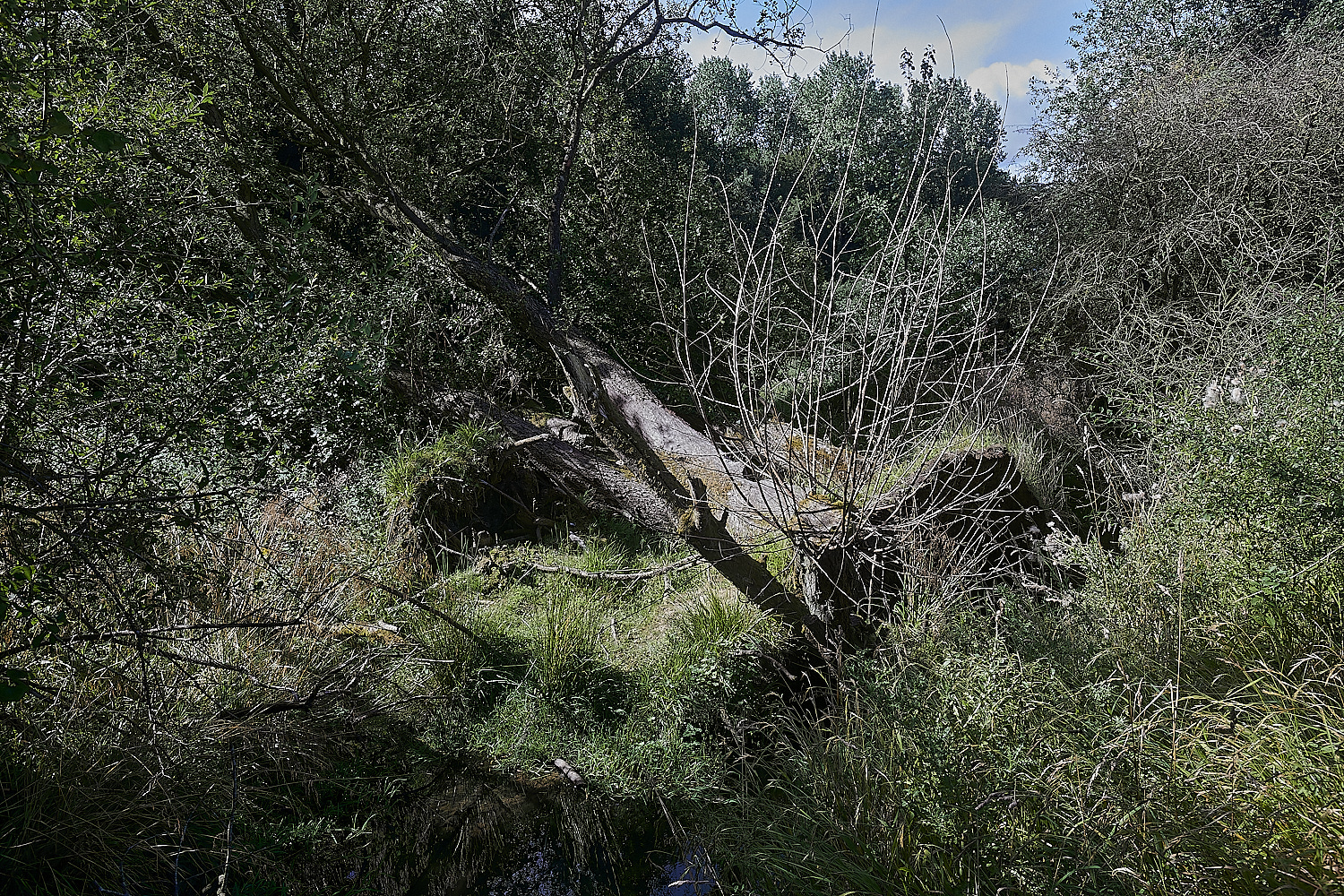 GlavenBeavers250823-23-NEF_DxO_DeepPRIME