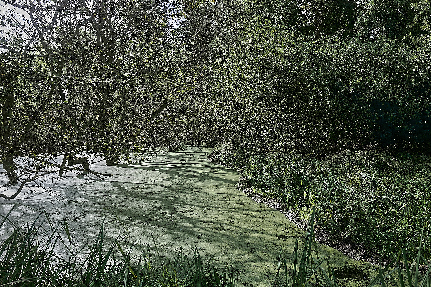 GlavenBeavers250823-24-NEF_DxO_DeepPRIME