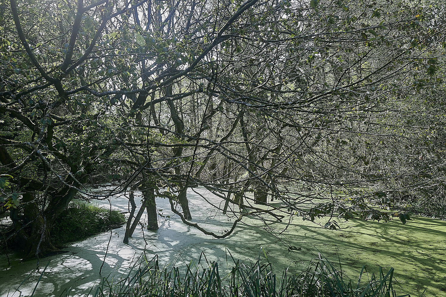 GlavenBeavers250823-25-NEF_DxO_DeepPRIME