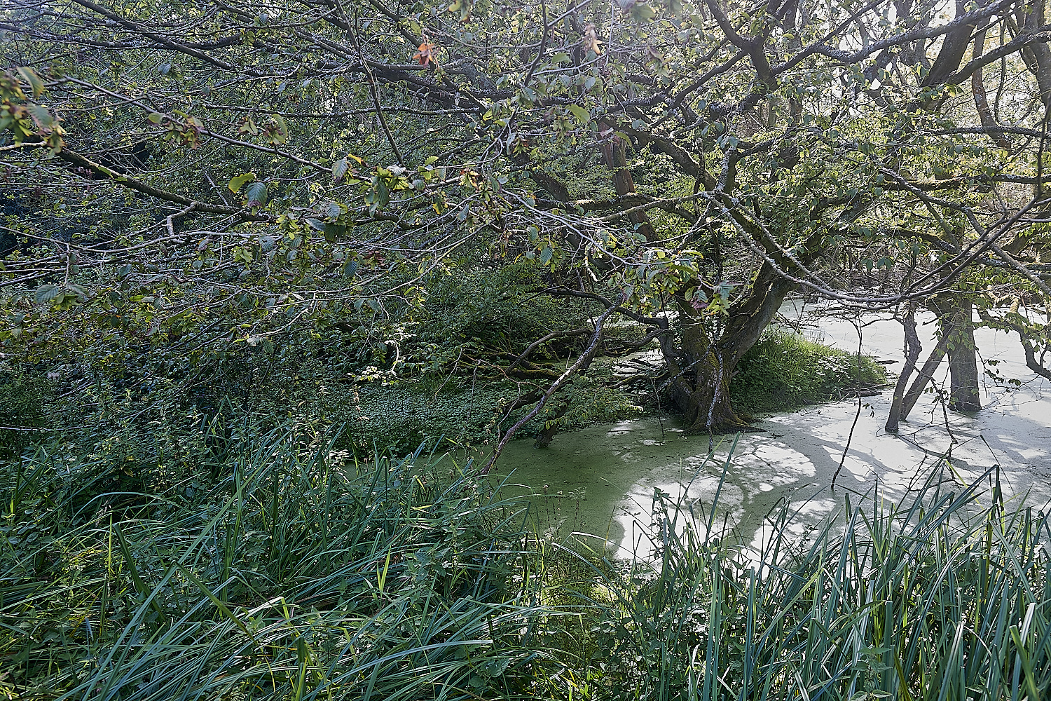 GlavenBeavers250823-26-NEF_DxO_DeepPRIME