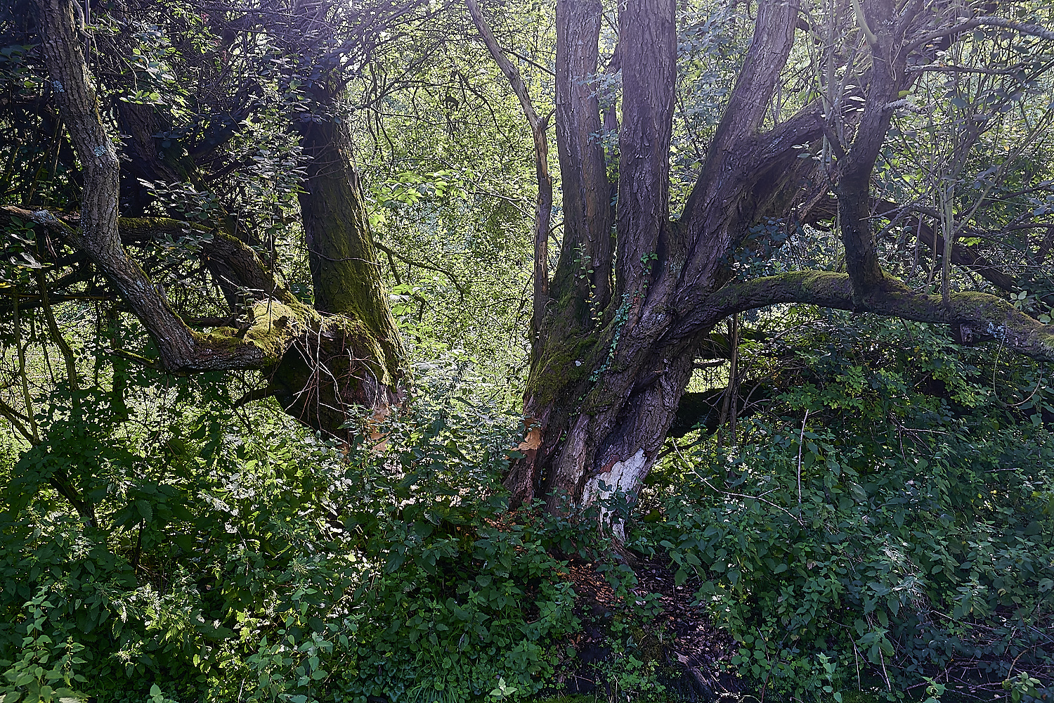 GlavenBeavers250823-27-NEF_DxO_DeepPRIME