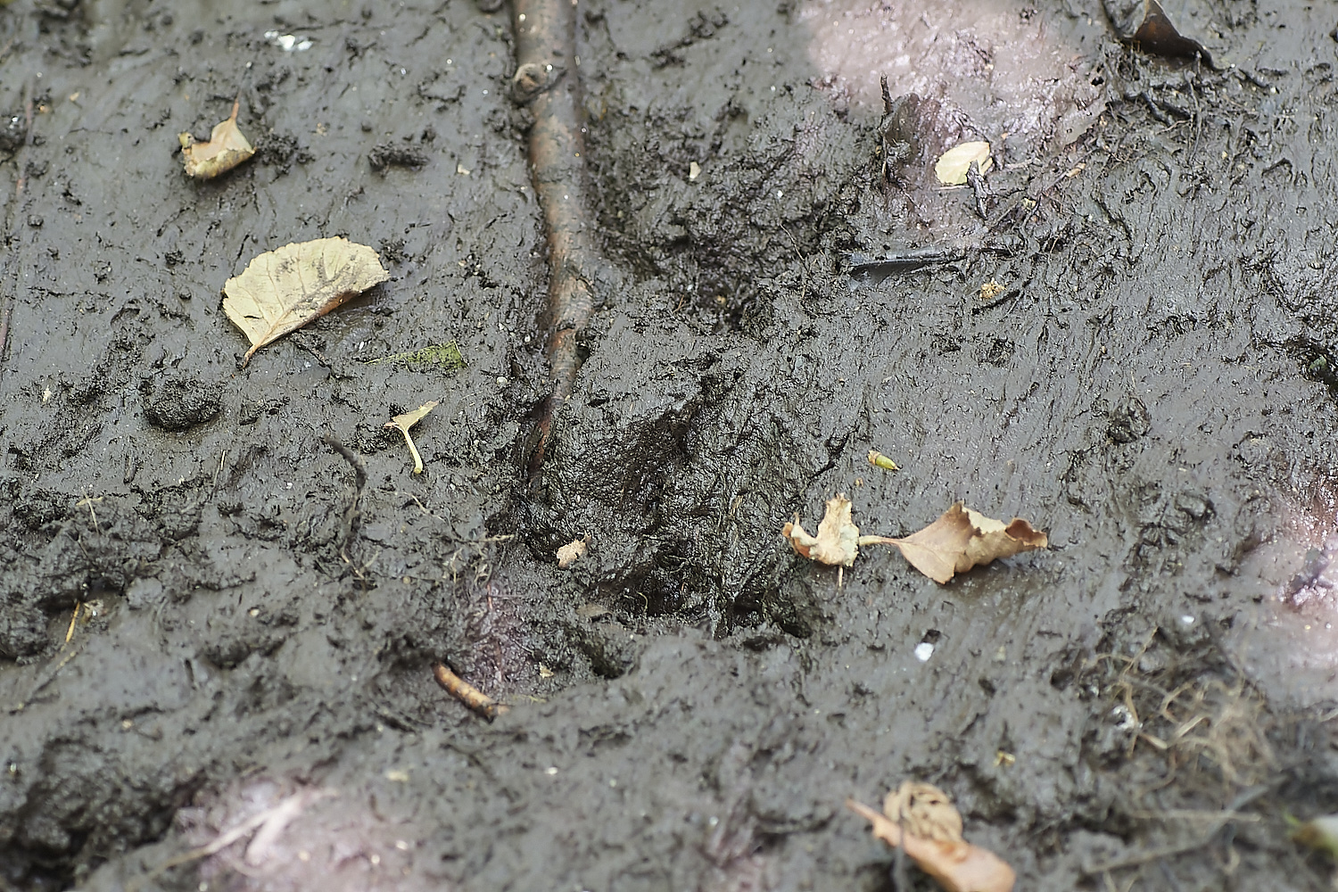 GlavenBeavers250823-3-NEF_DxO_DeepPRIME