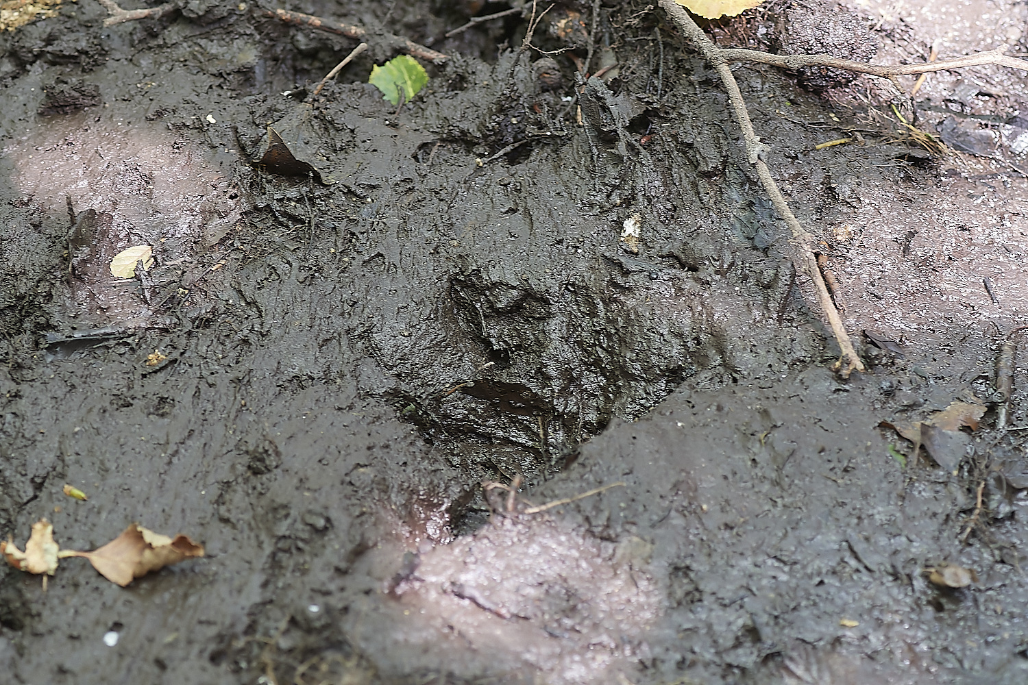 GlavenBeavers250823-4-NEF_DxO_DeepPRIME