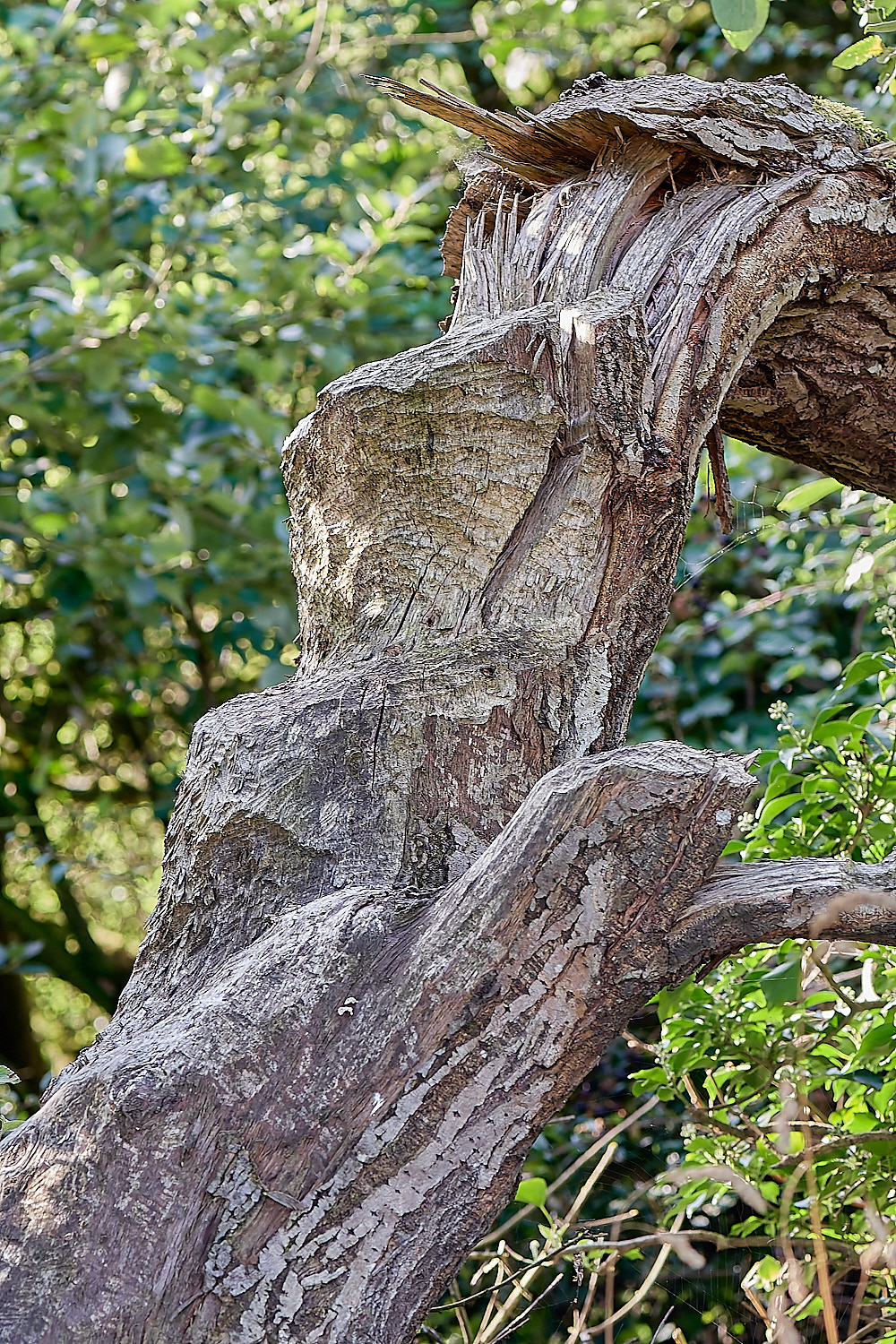 GlavenBeavers250823-5-NEF_DxO_DeepPRIME