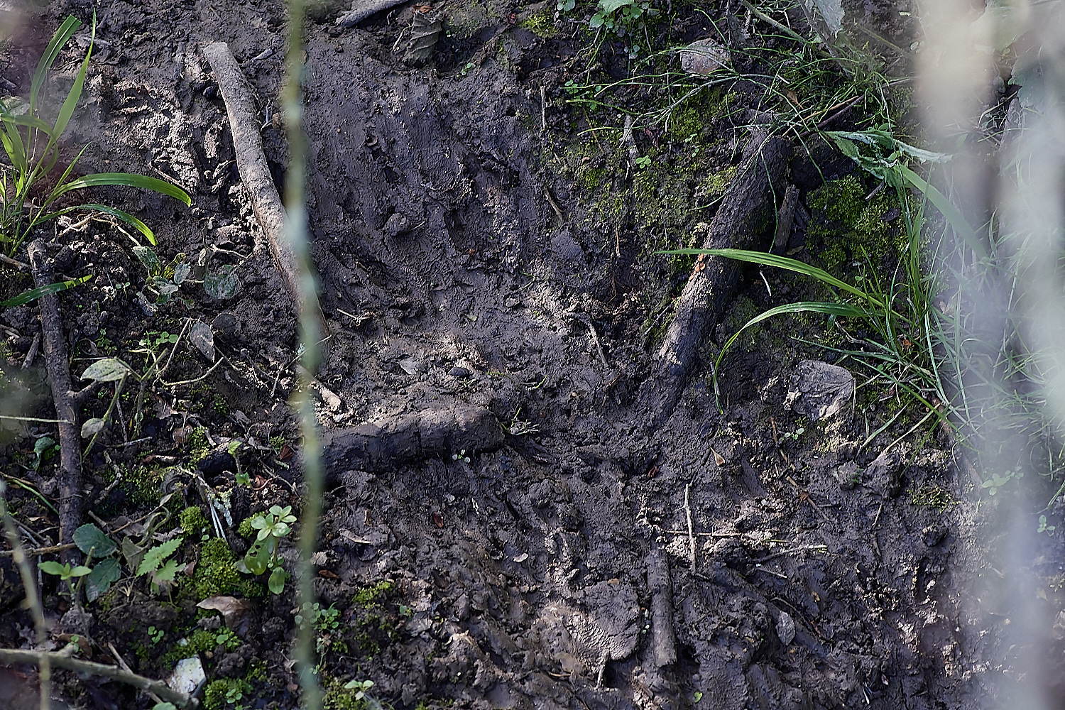 GlavenBeavers250823-7-NEF_DxO_DeepPRIME