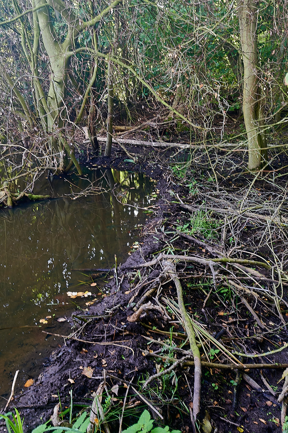 GlavenBeavers250823-7GlavenBeavers250823-10-NEF_DxO_DeepPRIME