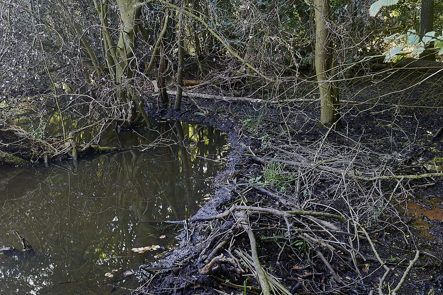 GlavenBeavers250823-7GlavenBeavers250823-9-NEF_DxO_DeepPRIME