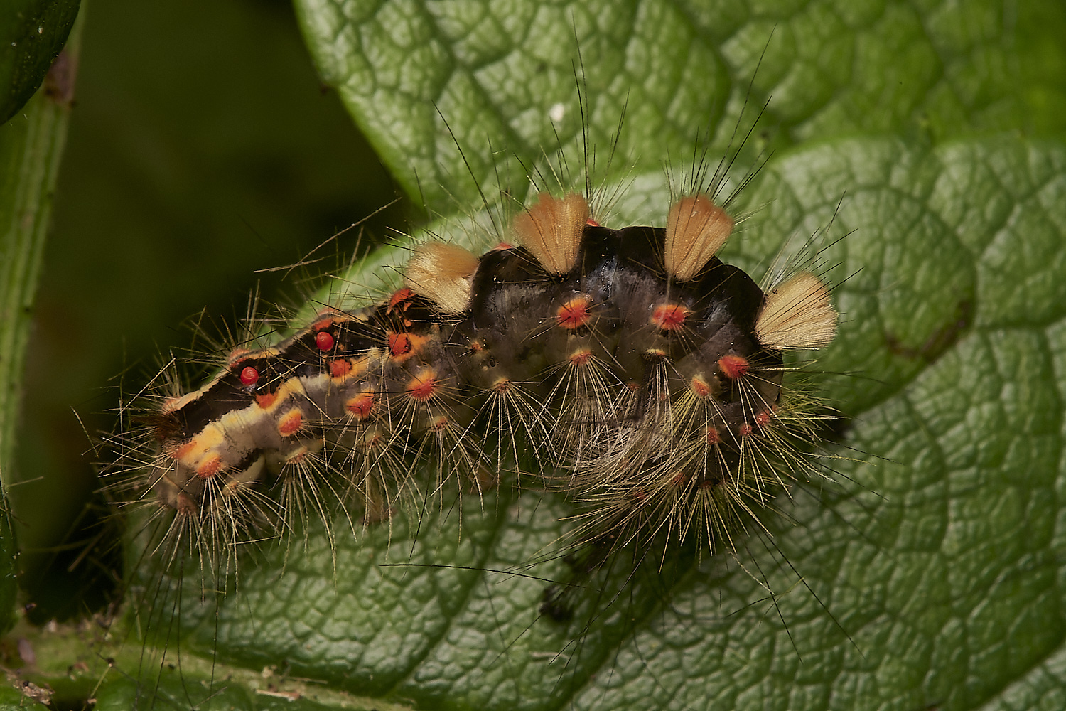 HanworthCaterpillar170923-1-NEF_DxO_DeepPRIME