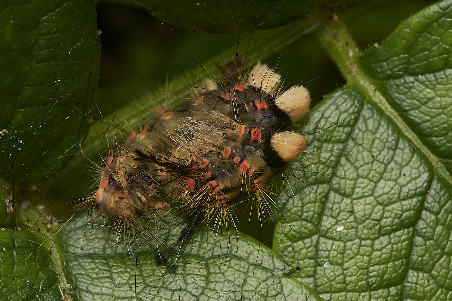 HanworthCaterpillar170923-3-NEF_DxO_DeepPRIME