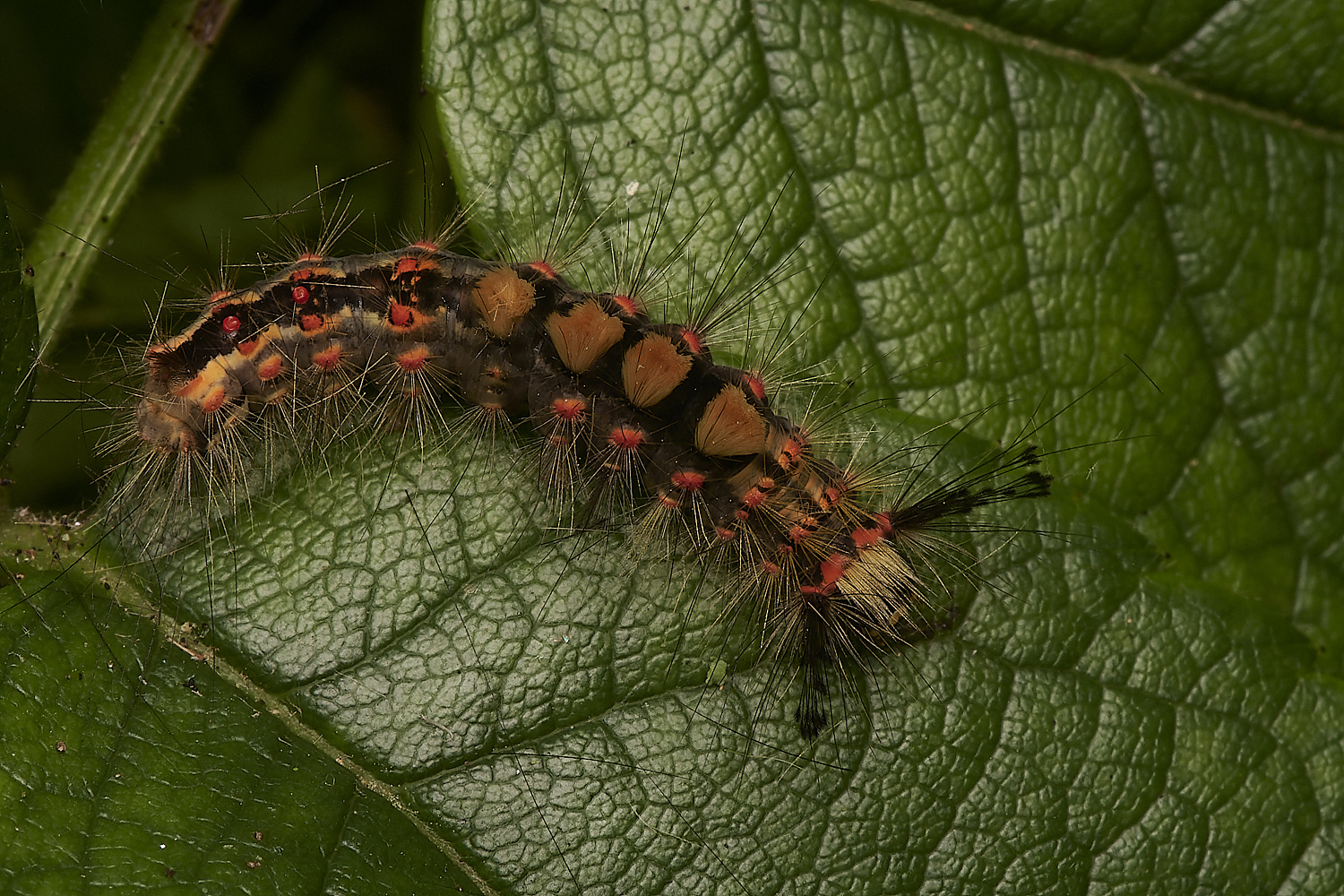 HanworthCaterpillar170923-4-NEF_DxO_DeepPRIME