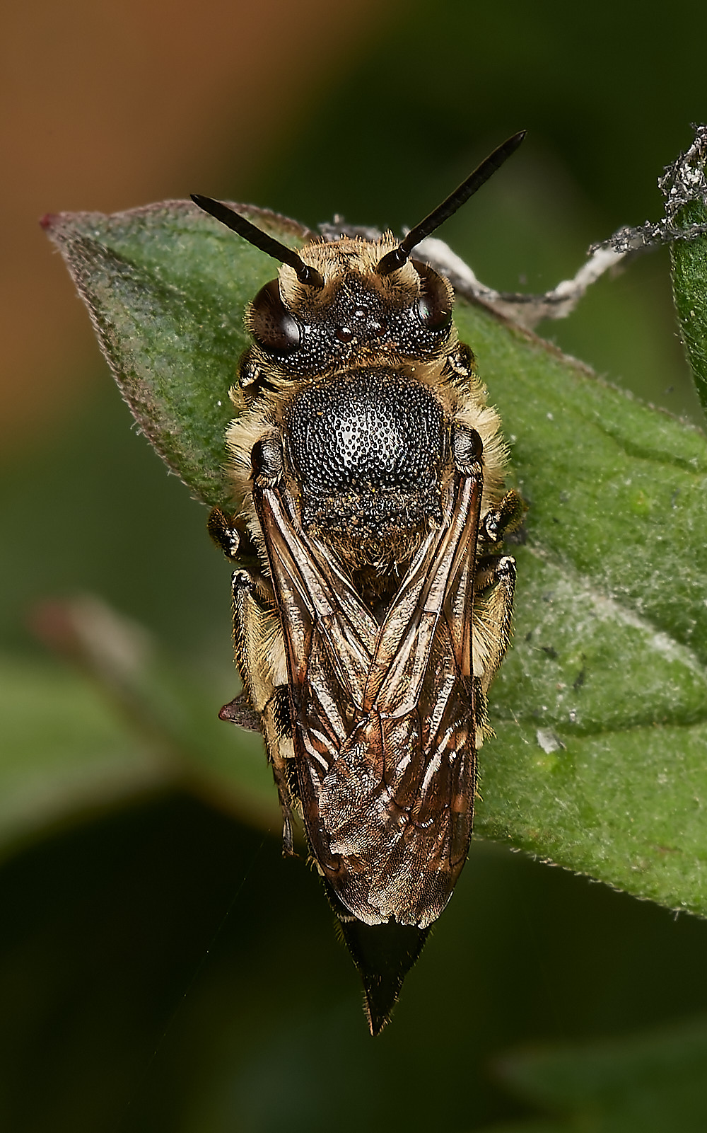 HanworthCoelioxys050923-1-NEF_DxO_DeepPRIME