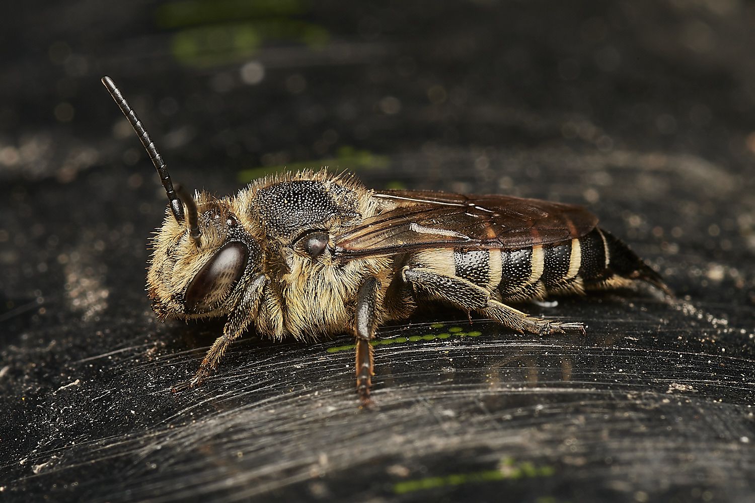 HanworthCoelioxys050923-2-NEF_DxO_DeepPRIME