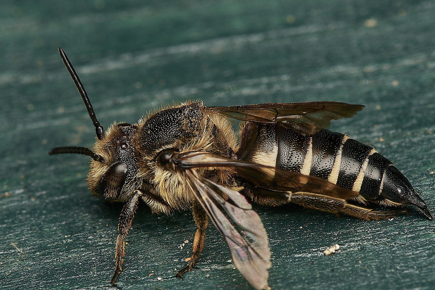 HanworthCoelioxys050923-4-NEF_DxO_DeepPRIME