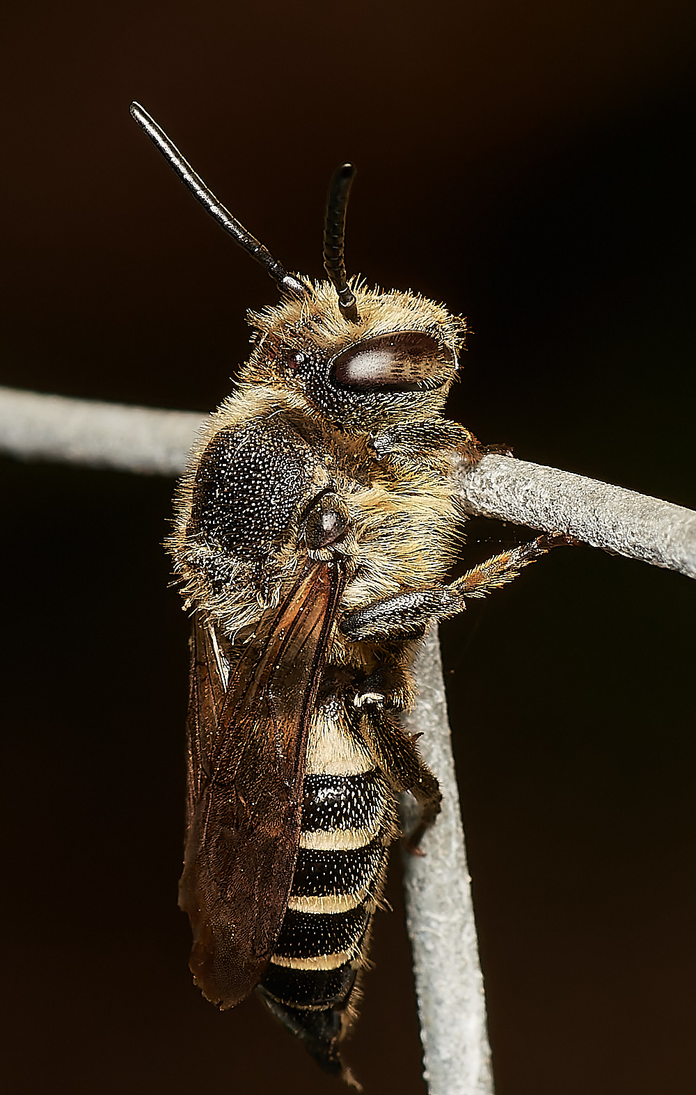 HanworthCoelioxys050923-5-NEF_DxO_DeepPRIME