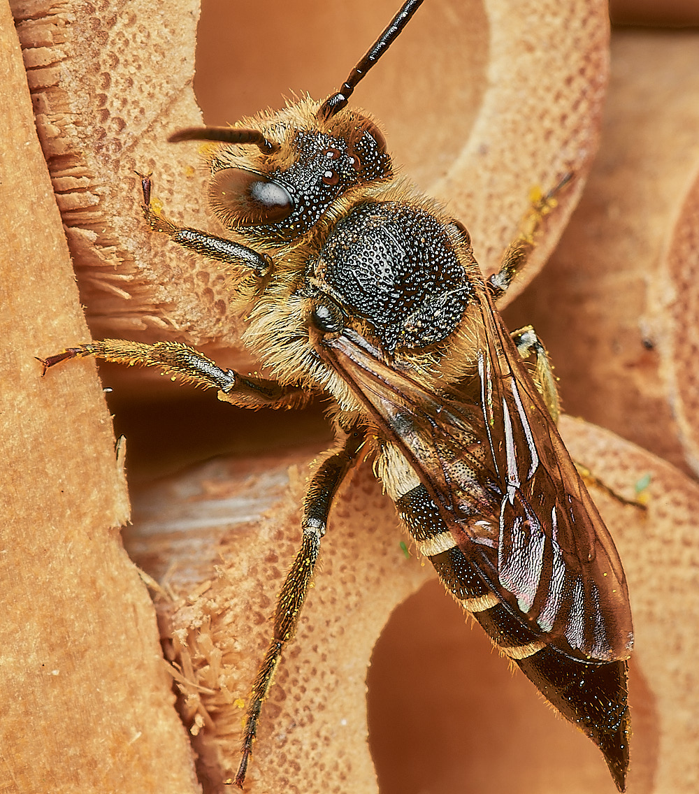 HanworthCoelioxys140923-1 1-NEF_DxO_DeepPRIME