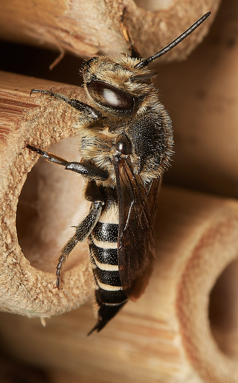 HanworthColeoxys040923-3-NEF_DxO_DeepPRIME