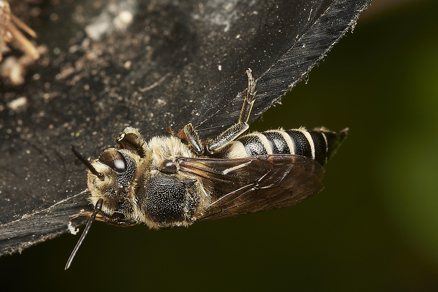 HanworthColeoxys040923-6-NEF_DxO_DeepPRIME