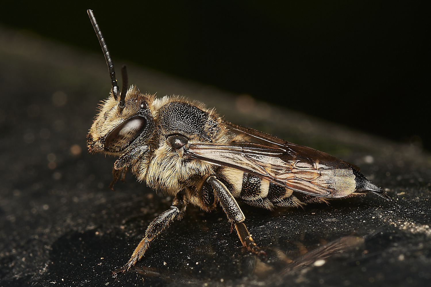 HanworthColeoxys040923-8-NEF_DxO_DeepPRIME