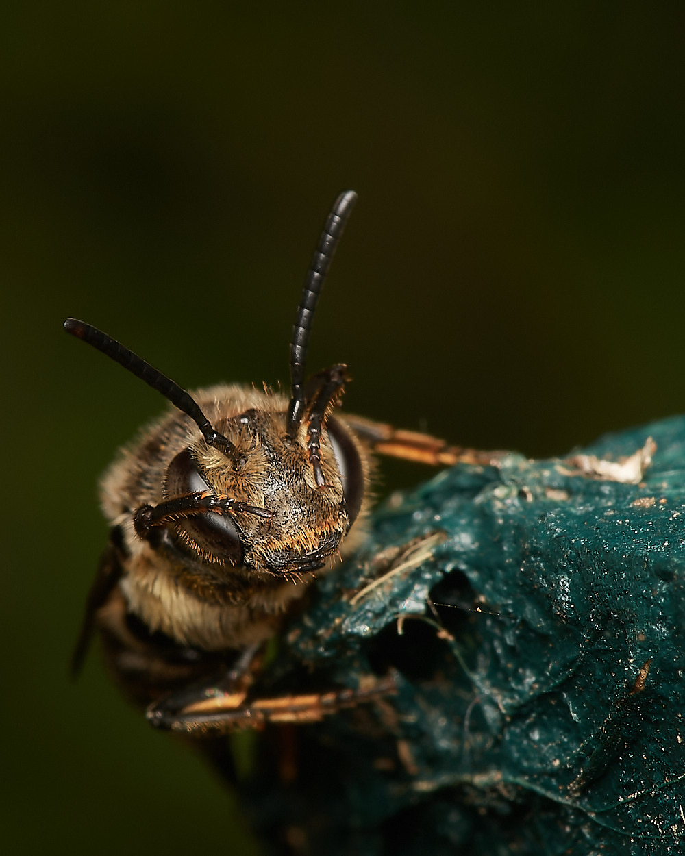 HanworthColoexys030923-3-NEF_DxO_DeepPRIME