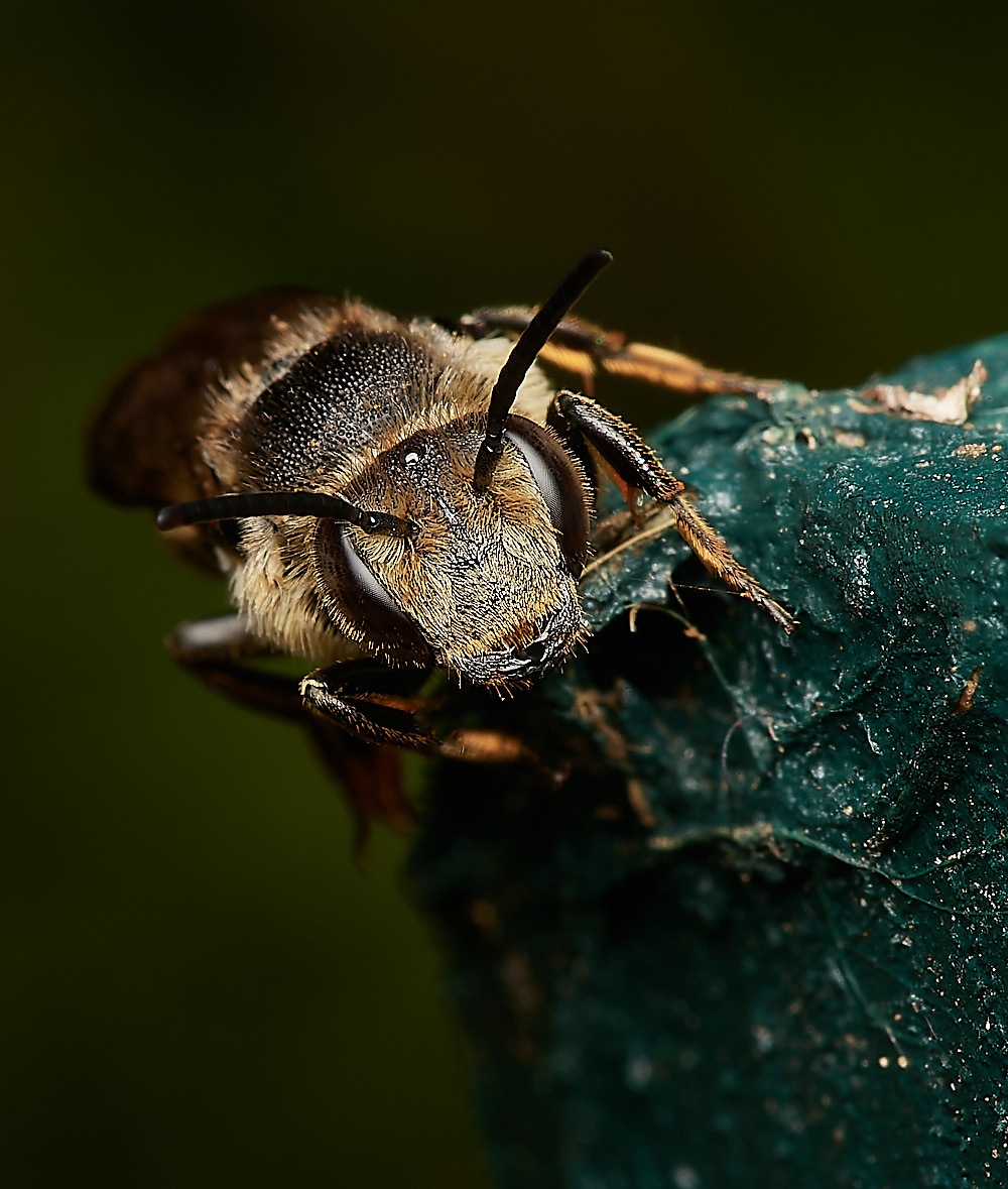 HanworthColoexys030923-4-NEF_DxO_DeepPRIME