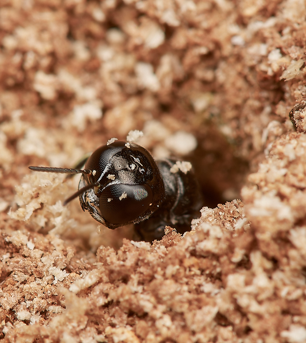 HanworthCrossocerus050923-1-NEF_DxO_DeepPRIME