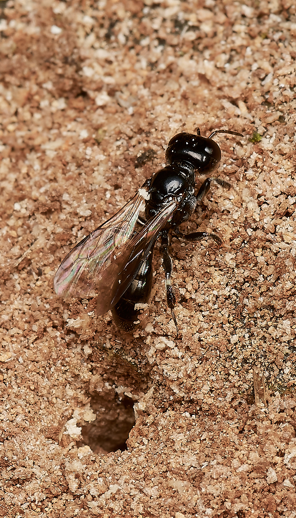 HanworthCrossocerus050923-10-NEF_DxO_DeepPRIME