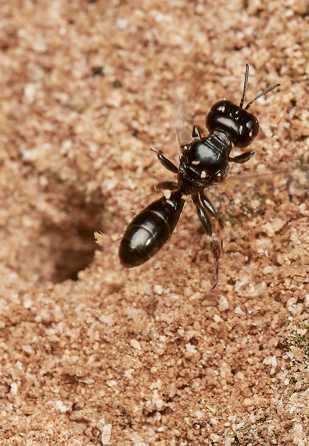 HanworthCrossocerus050923-11-NEF_DxO_DeepPRIME