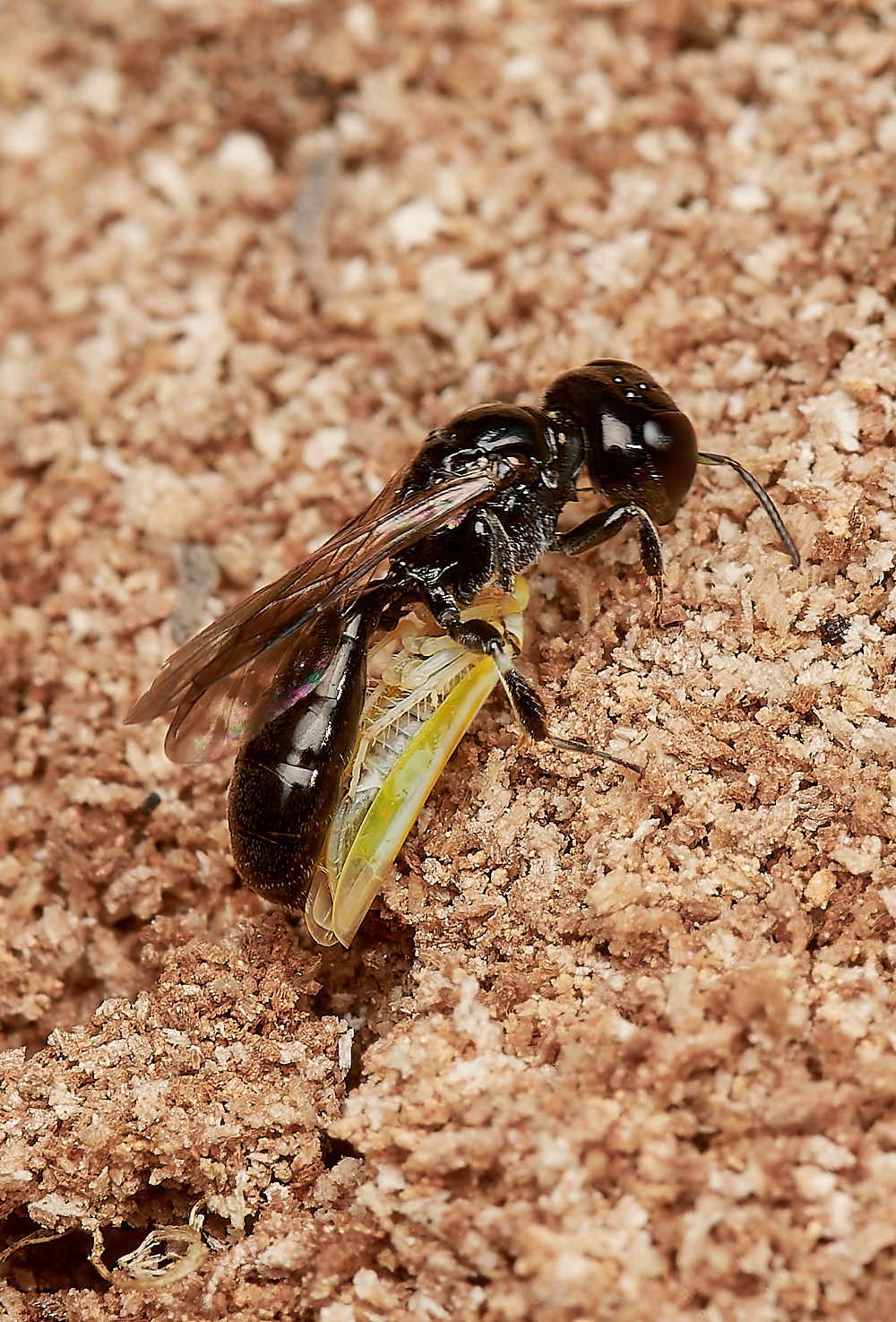 HanworthCrossocerus050923-3-NEF_DxO_DeepPRIME