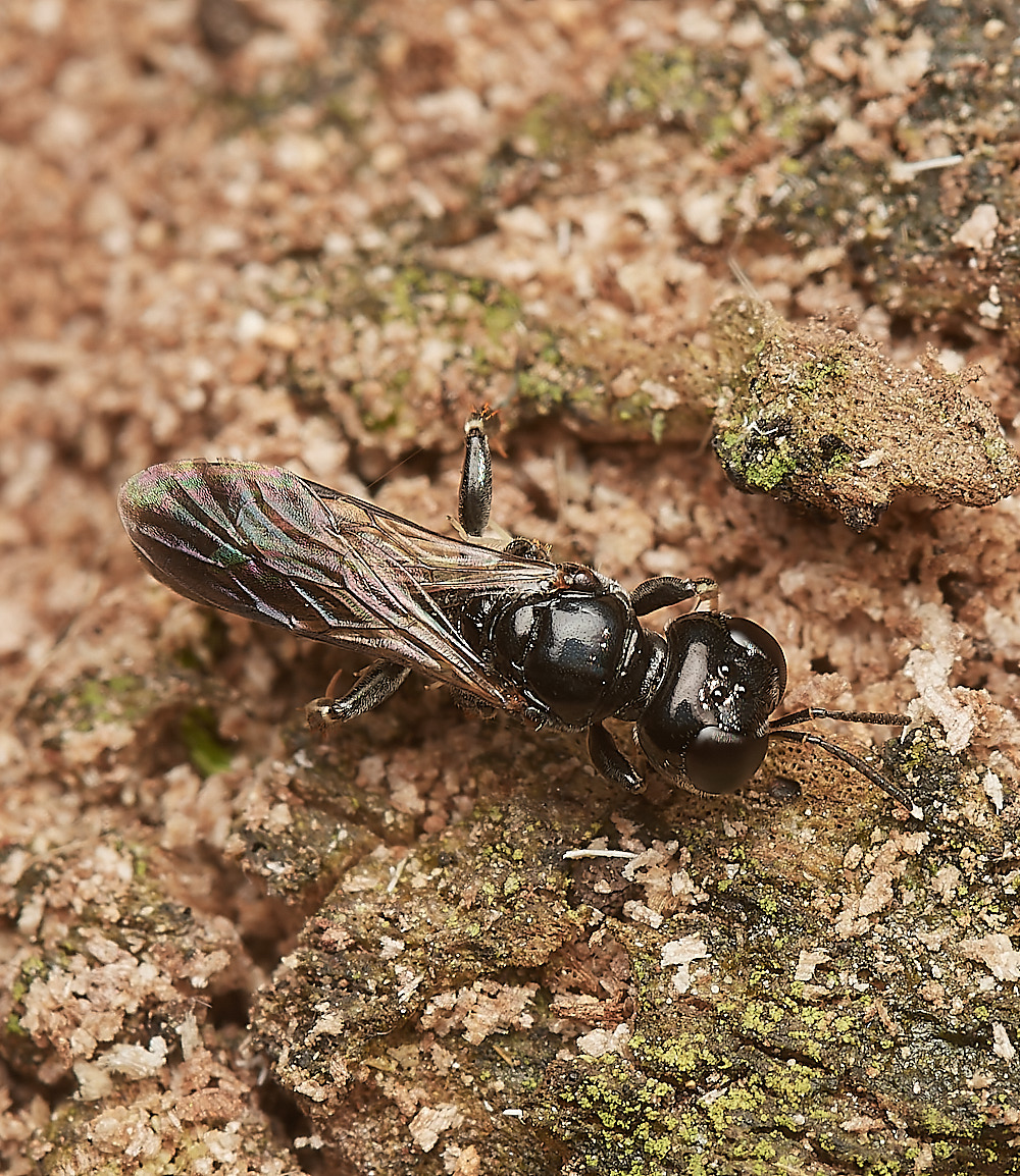 HanworthCrossocerus050923-4-NEF_DxO_DeepPRIME