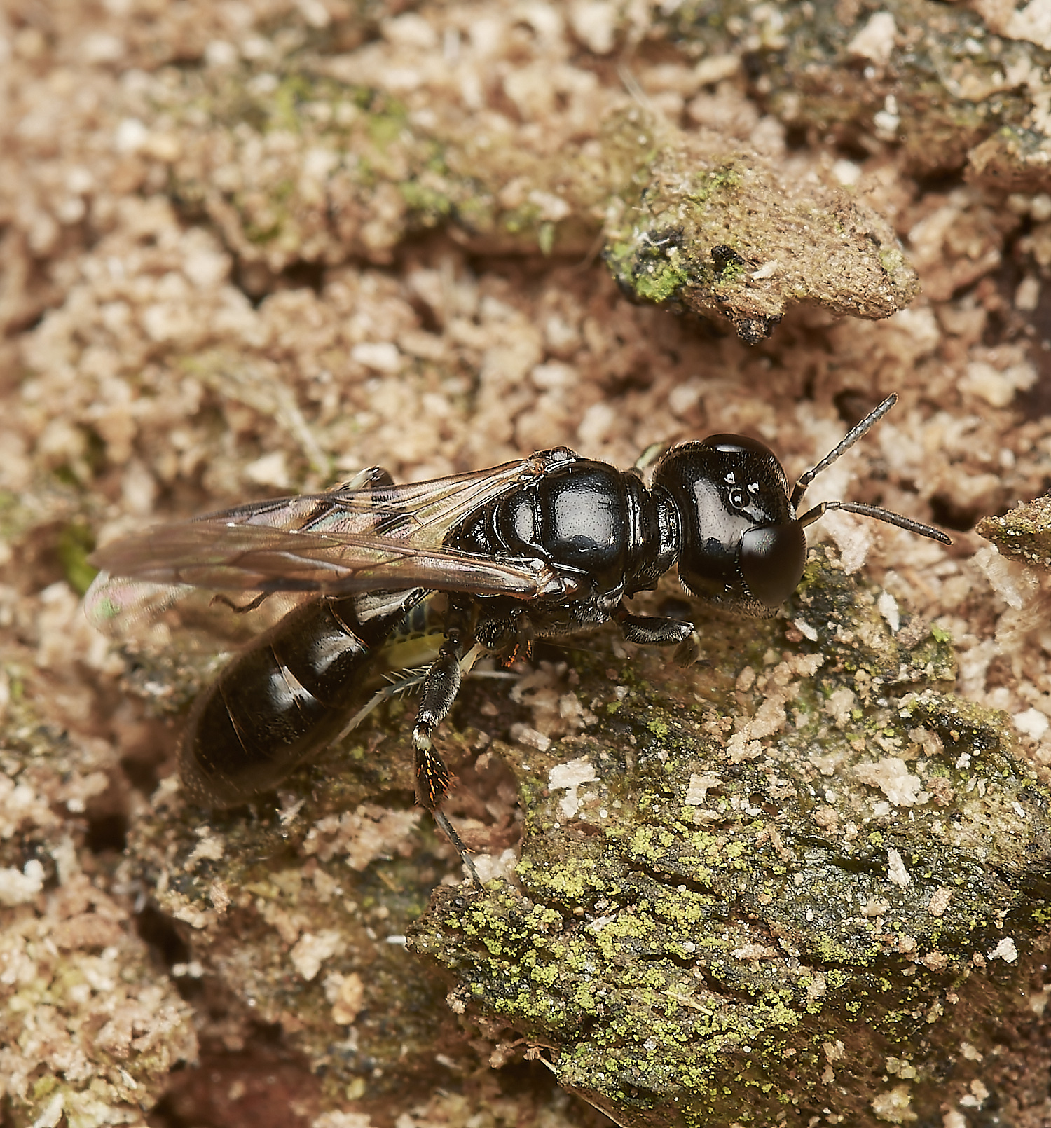 HanworthCrossocerus050923-5-NEF_DxO_DeepPRIME