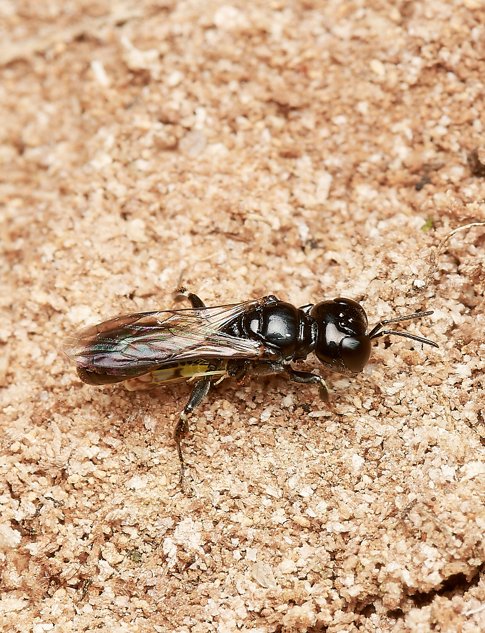 HanworthCrossocerus050923-6-NEF_DxO_DeepPRIME