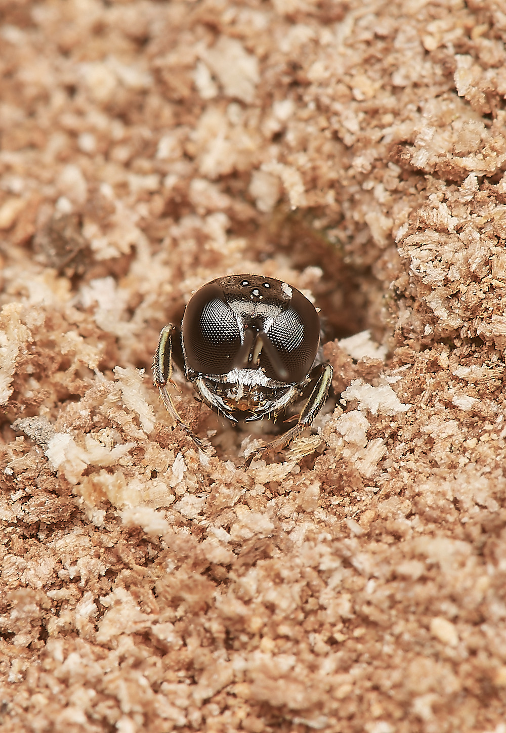 HanworthCrossocerus050923-7-NEF_DxO_DeepPRIME