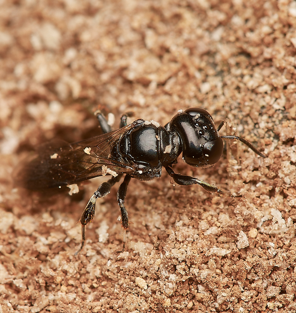 HanworthCrossocerus050923-8-NEF_DxO_DeepPRIME