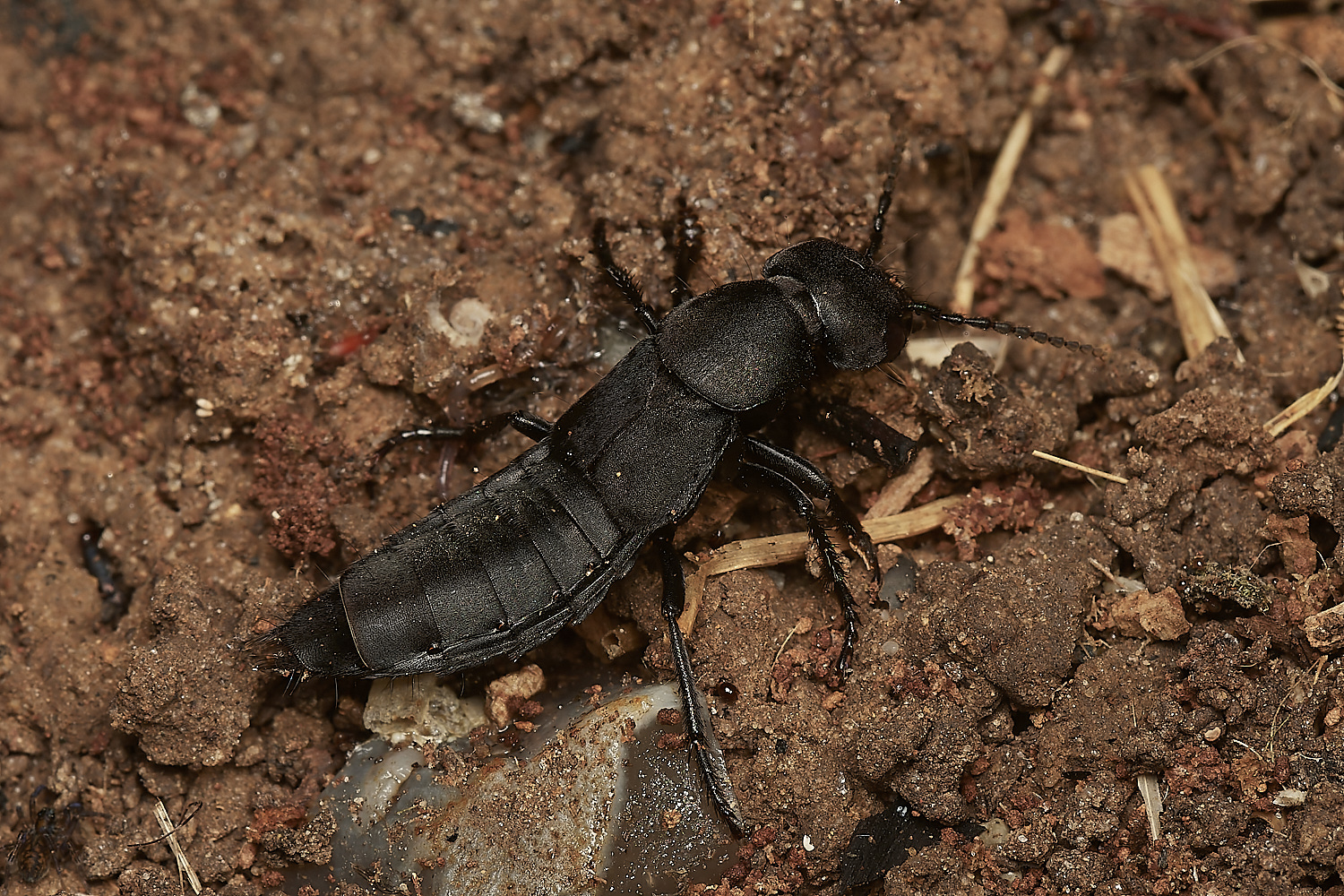 HanworthDevil'sCoachHorse030923-1-NEF_DxO_DeepPRIME