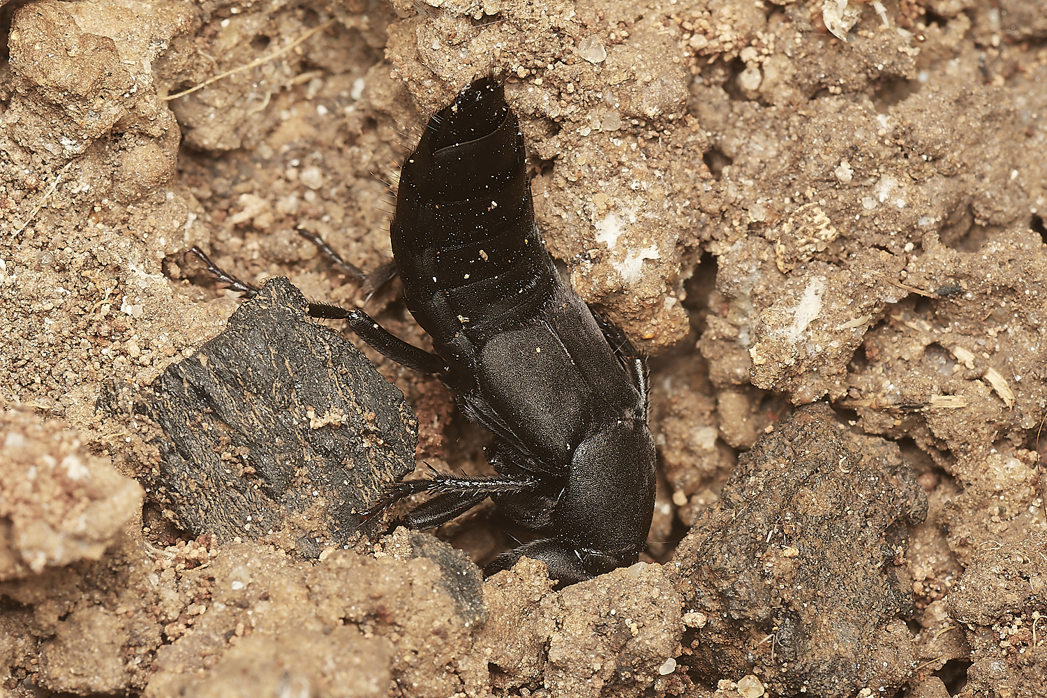 HanworthDevil'sCoachHorse030923-2-NEF_DxO_DeepPRIME