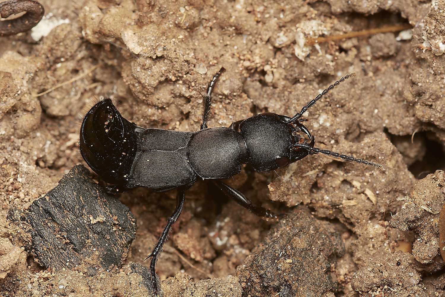 HanworthDevil'sCoachHorse030923-3-NEF_DxO_DeepPRIME