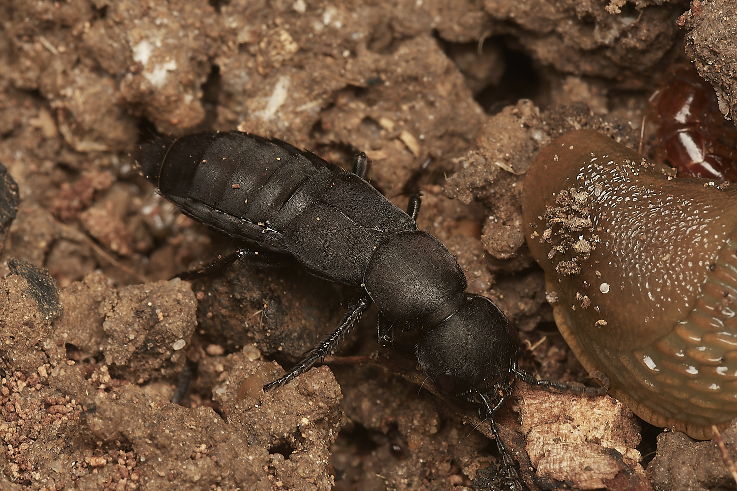 HanworthDevil'sCoachHorse030923-4-NEF_DxO_DeepPRIME
