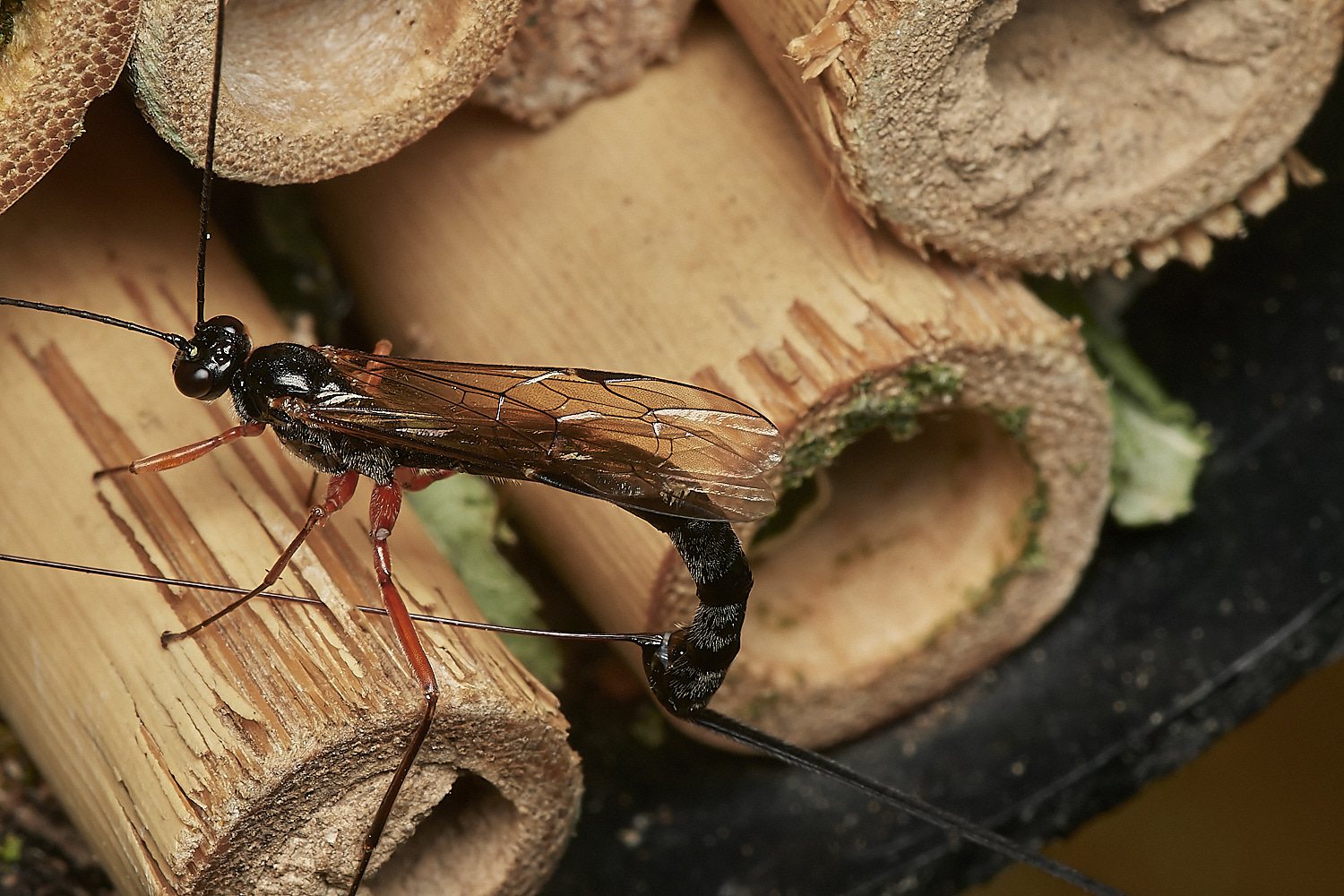 HanworthIchneumon280823--NEF_DxO_DeepPRIME