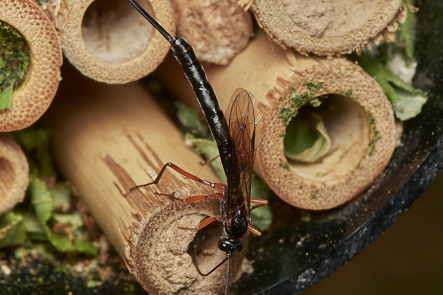 HanworthIchneumon280823-1-NEF_DxO_DeepPRIME