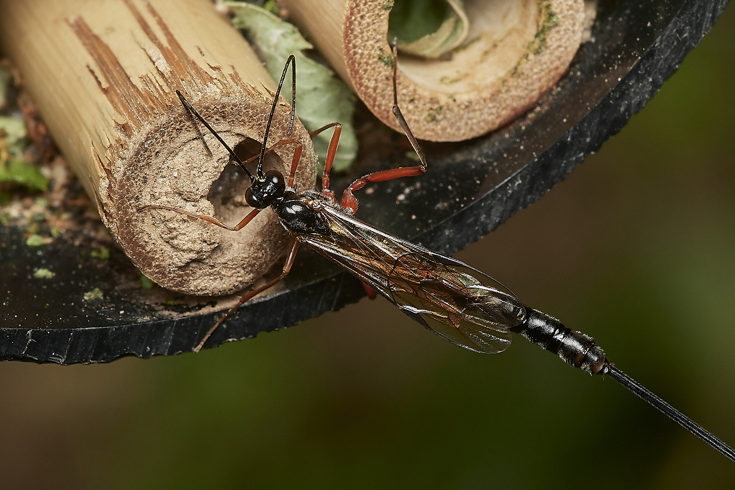 HanworthIchneumon280823-3-NEF_DxO_DeepPRIME